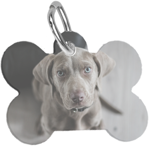Id Tag Hond
