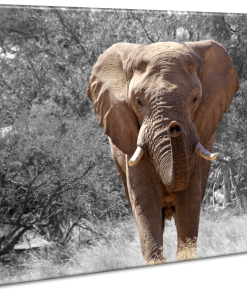 Afrikaanse olifant