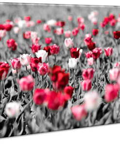 Tulpen in zwart-wit