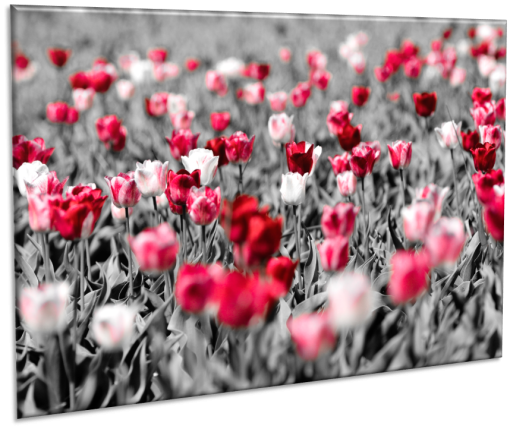 Tulpen Grijs Rood